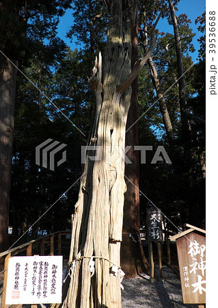 天生杉　御神木　渭伊神社 39536688