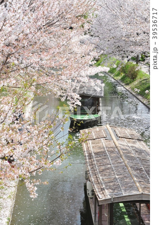 十石舟と桜 39536717