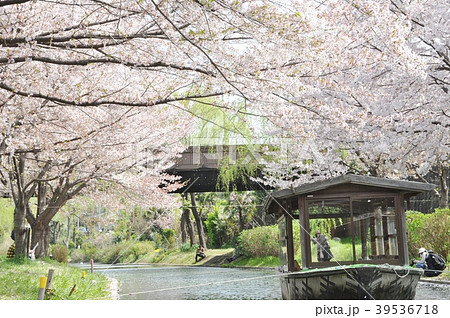 十石舟と桜 39536718