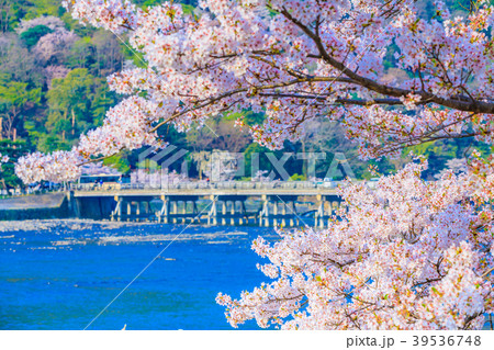 京都 春の嵐山 渡月橋と桜の写真素材