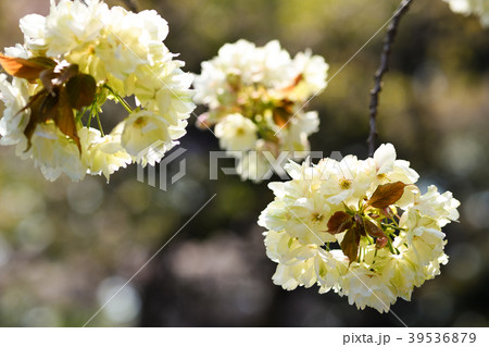 黄色い桜「鬱金」 39536879