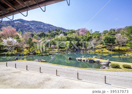 京都　天龍寺　春 39537073