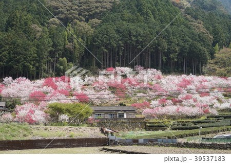 花桃 花桃 39537183