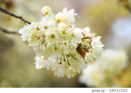 黄色い桜「鬱金」 黄色い桜「鬱金」 39537202