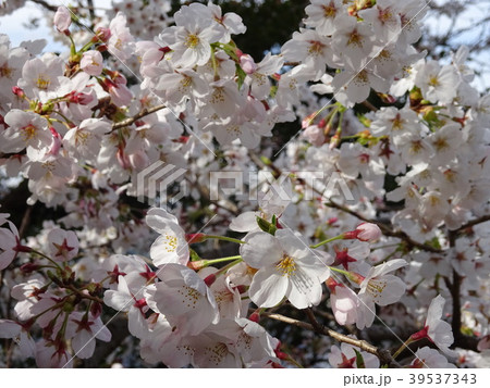 桜 桜 39537343