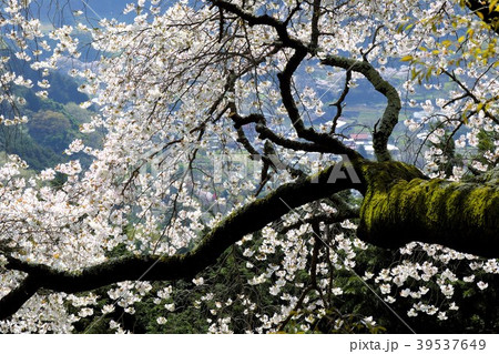 大山桜 大山桜 39537649