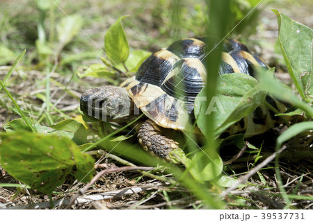 東ヘルマンリクガメ 東ヘルマンリクガメ 39537731