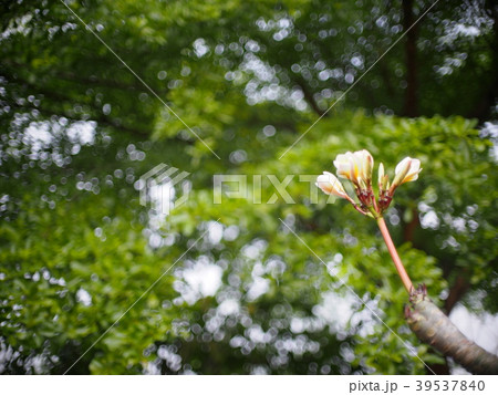 selective focus on yellow white flowers plumeria selective focus on yellow white flowers plumeria 39537840