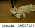 ねこ 39537884