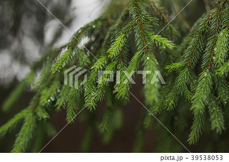 Closeup view of beautiful fresh coniferous branch 39538053
