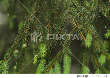 Closeup view of beautiful fresh coniferous branch 39538054