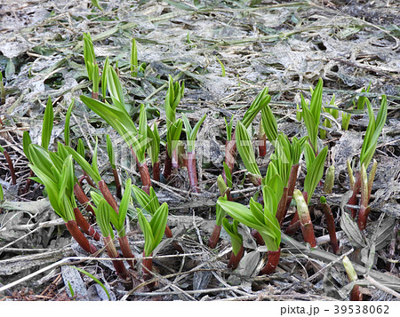 行者にんにく 39538062