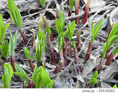 行者にんにく 39538065