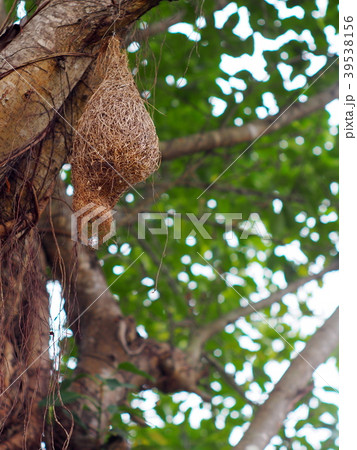 wild thai avian straw weaver cute bird's nest  39538156