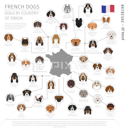 Dogs by country of origin. French dog breeds.  39538198