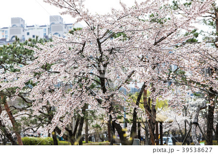 桜 韓国 植物 39538627