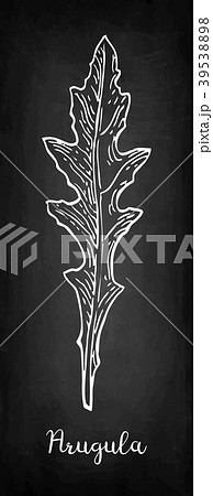 Chalk sketch of arugula 39538898