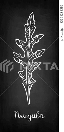 Chalk sketch of arugula 39538899