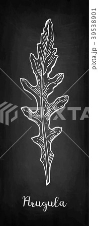 Chalk sketch of arugula 39538901