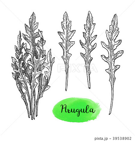 Ink sketch of arugula. 39538902