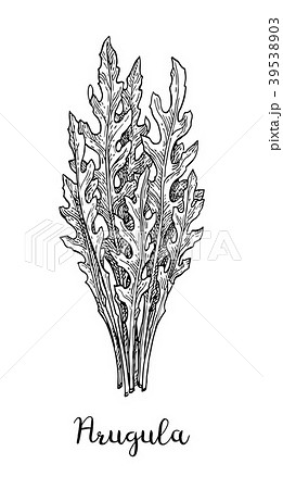 Ink sketch of arugula. 39538903