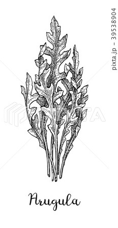 Ink sketch of arugula. 39538904