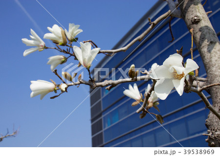 白木蓮と青空 39538969