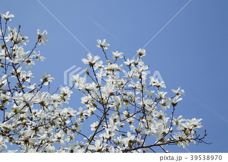 白木蓮と青空 39538970