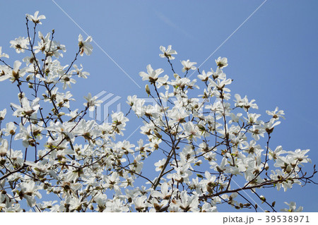 白木蓮と青空 39538971