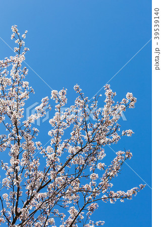spring white blossom against blue sky, flower, fre spring white blossom against blue sky, flower, fre 39539140