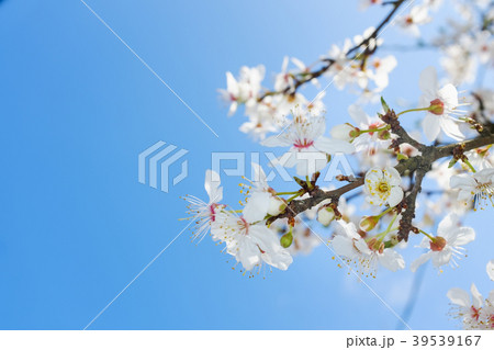 spring white blossom against blue sky spring white blossom against blue sky 39539167