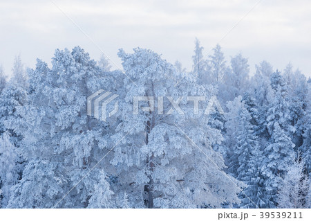 Trees covered in snow Trees covered in snow 39539211