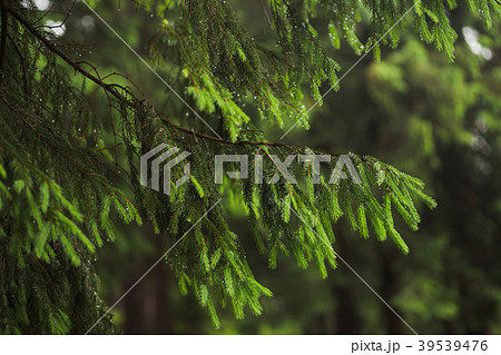 Beautiful pine branch wet from morning rain 39539476