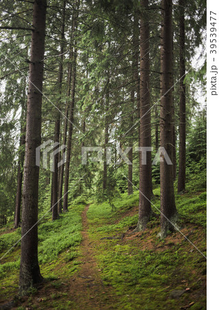 Pathway in old pine wood 39539477