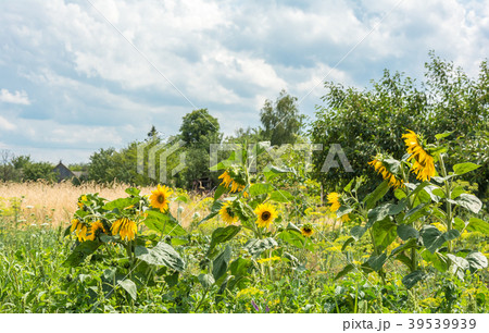 The stunning view of the countryside 39539939