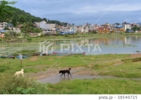 ネパール ポカラ フェワ湖 犬 ネパール ポカラ フェワ湖 犬 39540725