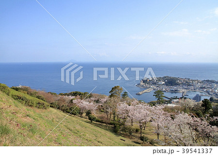 稲取高原から見た稲取の街並みと桜 稲取高原から見た稲取の街並みと桜 39541337