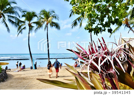 ハワイの休日 39541345