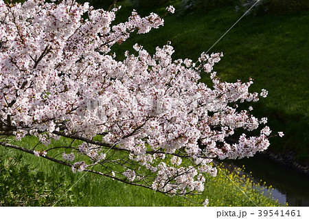 千葉県茂原市の天の川 豊田川 の桜の写真素材