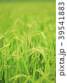 稲穂 39541883
