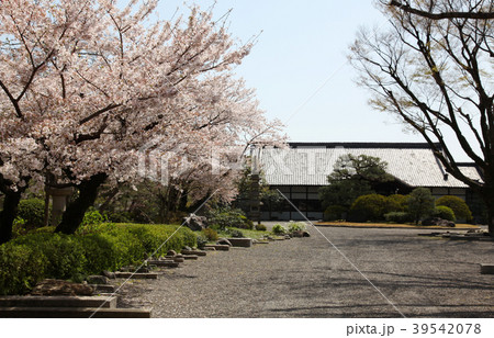 東本願寺 内事門からの桜 東本願寺 内事門からの桜 39542078