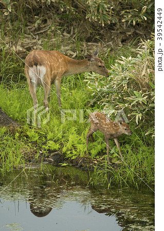 北海道　親子のエゾシカ 39542449