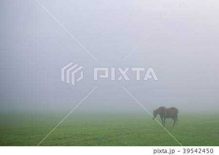 北海道　霧の中に佇む馬 39542450