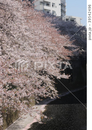 目黒川 目黒川 39542496