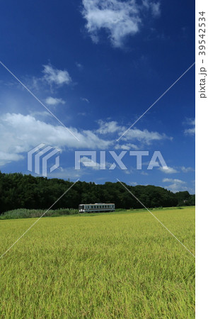 ひたちなか海浜　夏景色 39542534