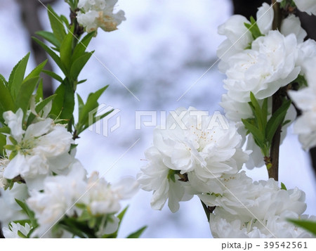 満開の白い桃の花 満開の白い桃の花 39542561