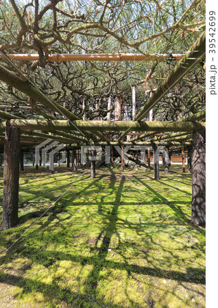 香川県丸亀市「中津万象園」大傘松 39542699