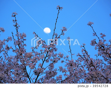 満開の桜と月 満開の桜と月 39542728