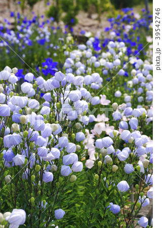 桔梗 桔梗 39542746