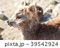 小鹿の横顔 39542924